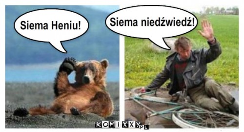 powitanie – Siema Heniu! Siema niedźwiedź! 