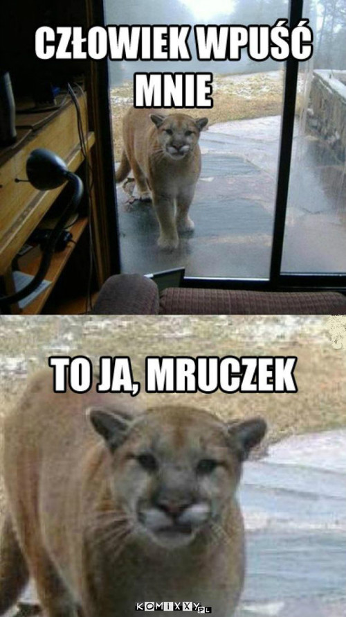 Mruczek –  