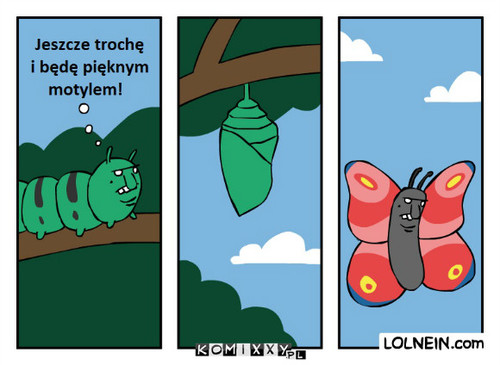 Piękny motyl –  