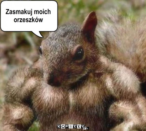 Wiewiórka paker – Zasmakuj moich
orzeszków 