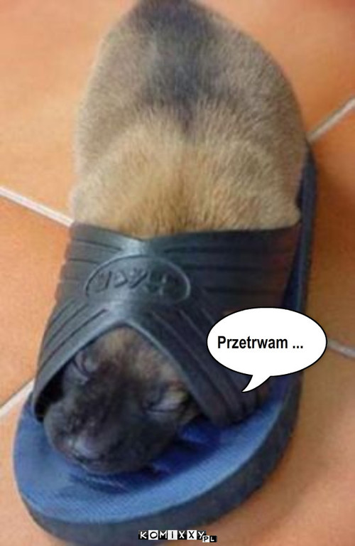 Przetrwam ... – Przetrwam ... 