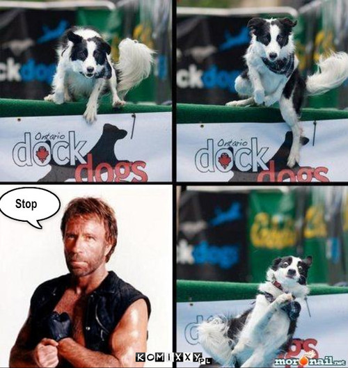 Chuck Norris i pies – Stop 