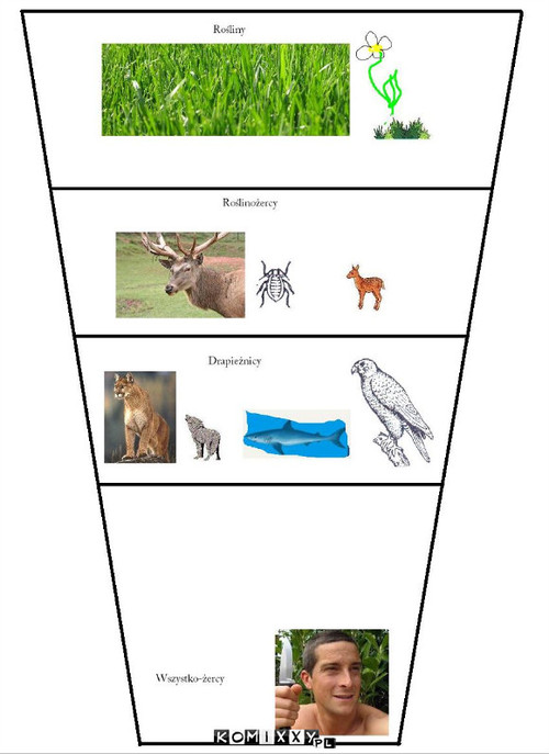 Łańcuch pokarmowy –  