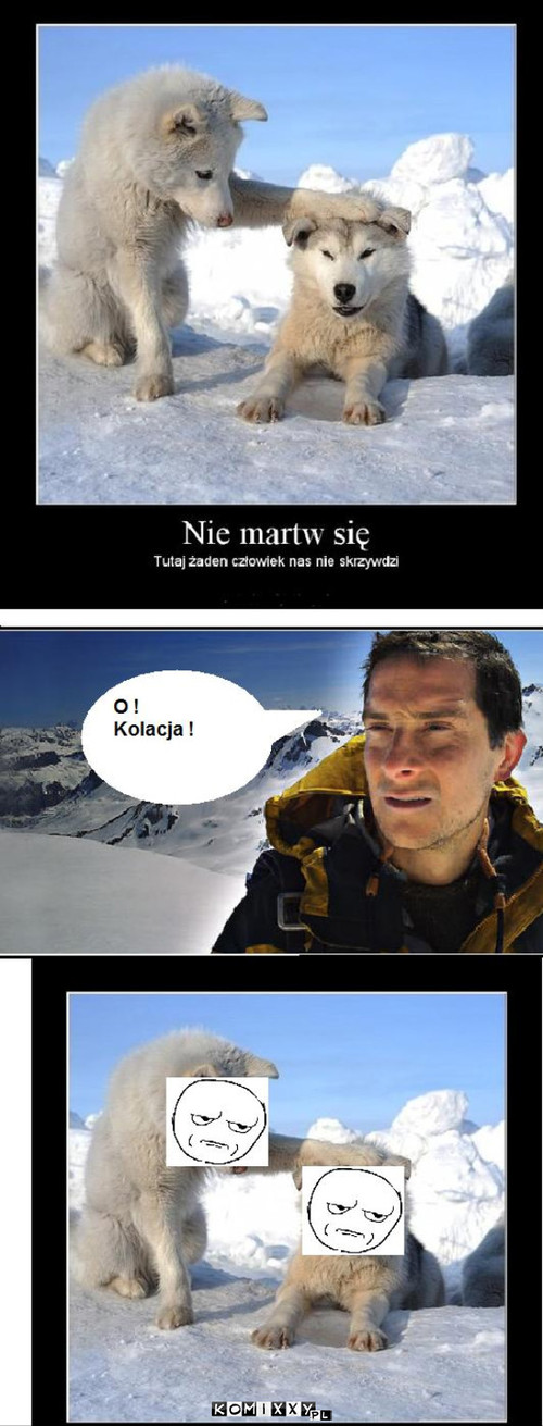 Grylls i wilki polarne.  –  