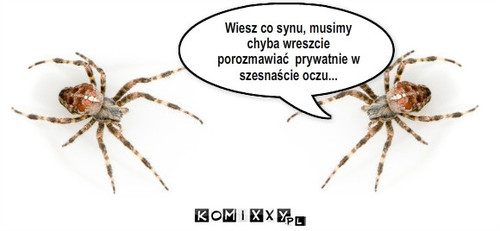 Pająki – Wiesz co synu, musimy chyba wreszcie porozmawiać  prywatnie w szesnaście oczu... 