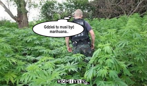 Poszukiwacz – Gdzieś tu musi być marihuana.. 