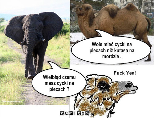 Wielbladdlaczego  masz cycki na plecach ... – Wielbłąd czemu masz cycki na plecach ? Wole mieć cycki na plecach niż kutasa na mordzie . 