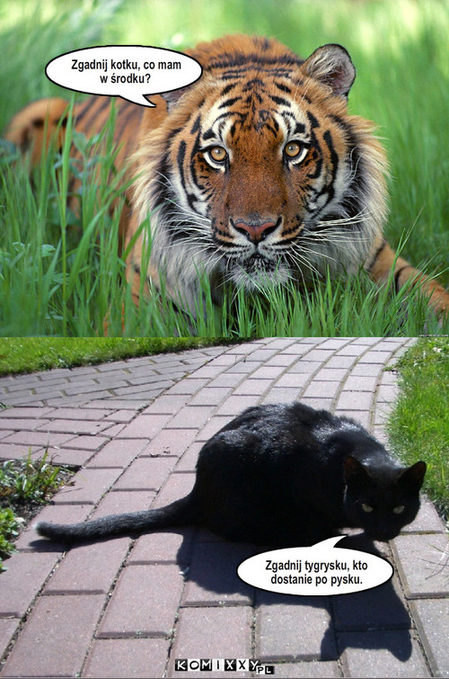 Tygrys vs Kot – Zgadnij tygrysku, kto dostanie po pysku. Zgadnij kotku, co mam w środku? 
