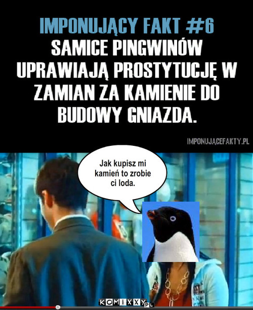 Pingwin – Jak kupisz mi kamień to zrobie ci loda. 