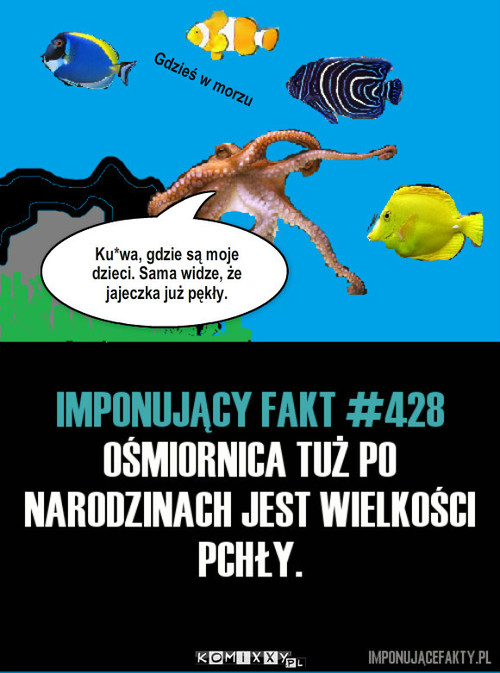 Ośmiornica –  