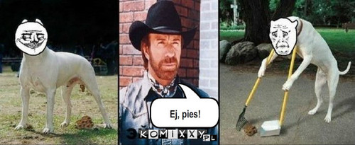 Chuck Norris i pies – Ej, pies! 