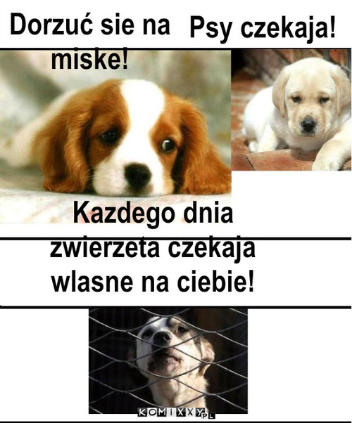 Link w źródle – Dorzuć sie na miske! Psy czekaja! Kazdego dnia zwierzeta czekaja wlasne na ciebie! 