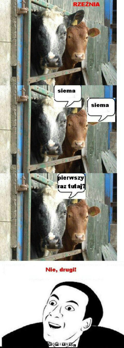 Krowy –  