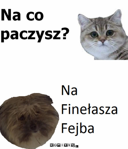 Finełasz i Fejb –  