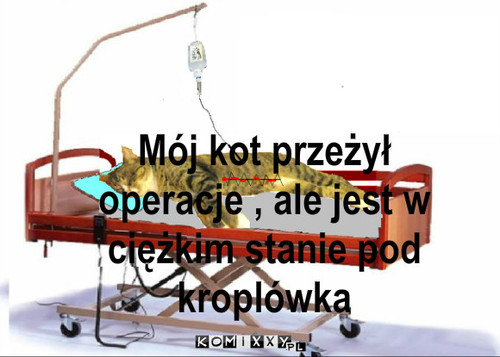 Kroplówka – Mój kot przeżył operacje , ale jest w ciężkim stanie pod kroplówka 