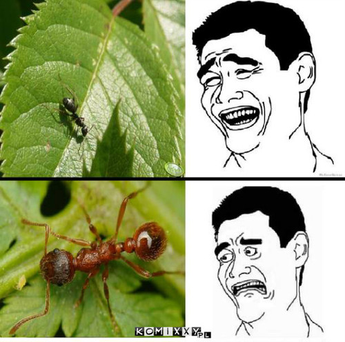 Mrówka –  