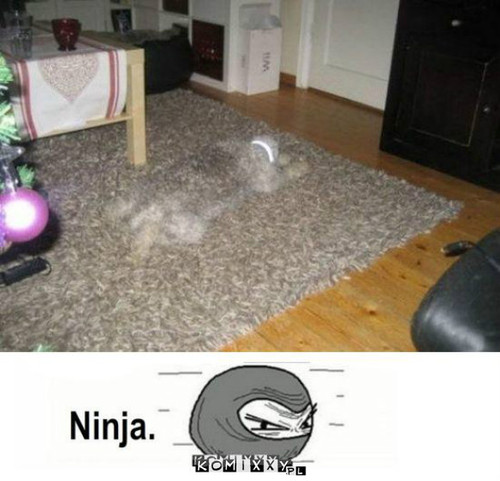 Pies ninja –  