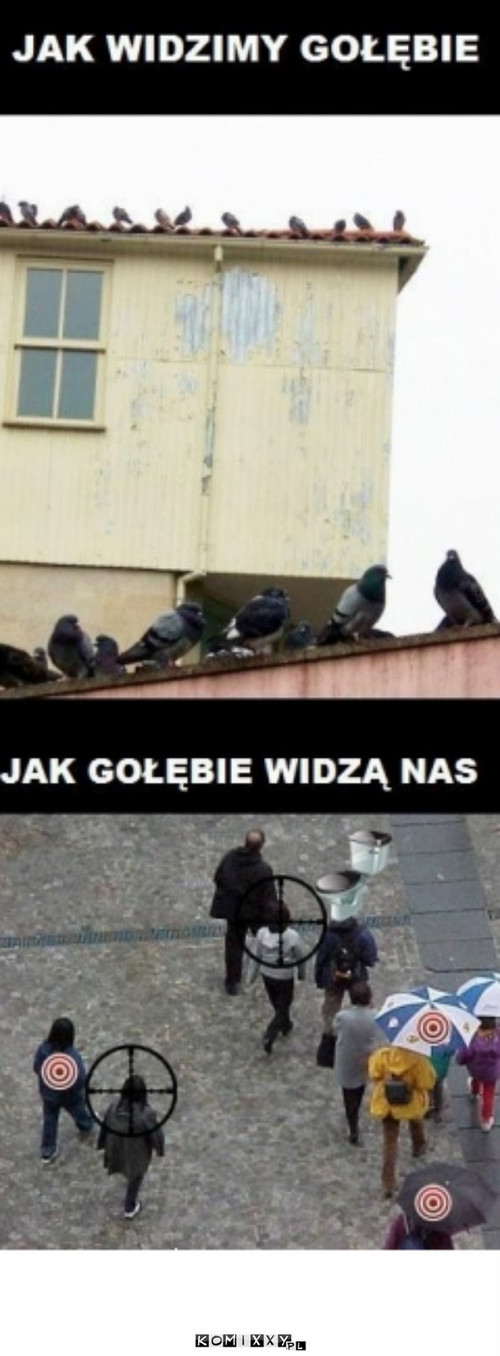 Gołębie –  