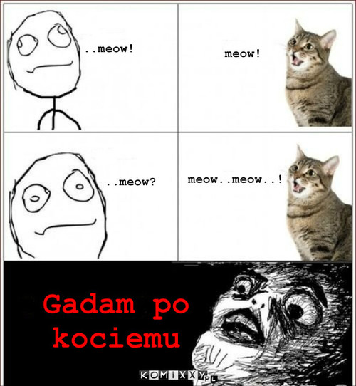 Nietypowa Rozmowa – Gadam po kociemu ..meow! meow! ..meow? meow..meow..! 