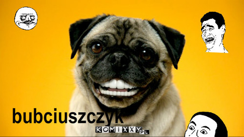 Smile.dog.jpg – bubciuszczyk 