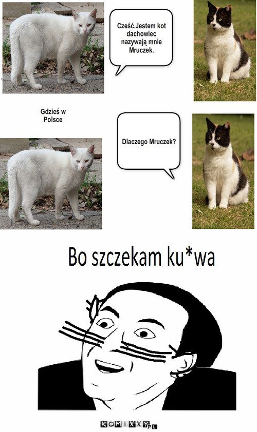 Rozmowa dwóch dachowców – Cześć.Jestem kot dachowiec nazywają mnie Mruczek. Dlaczego Mruczek? Gdzieś w Polsce 