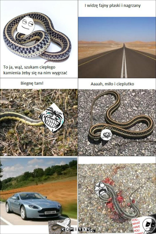 Wąż –  