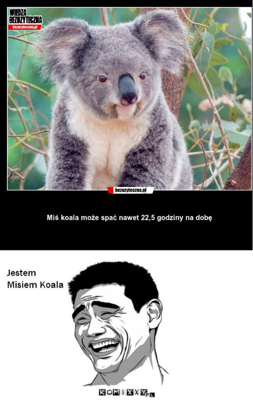 Koala –  