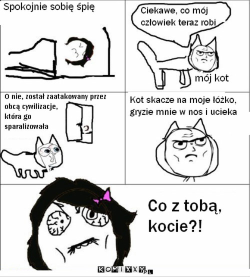 Kot i jego świat –  