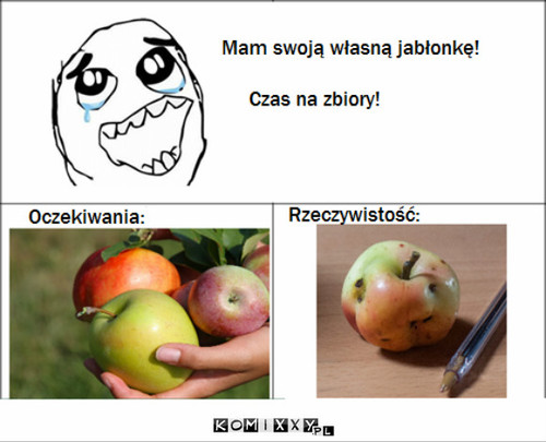 Jabłka –  