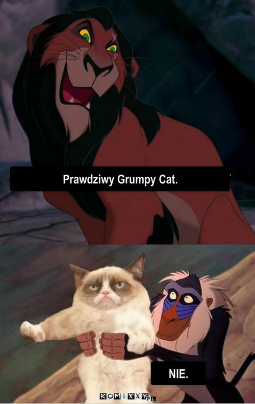 Grumpy Cat – Prawdziwy Grumpy Cat. NIE. 