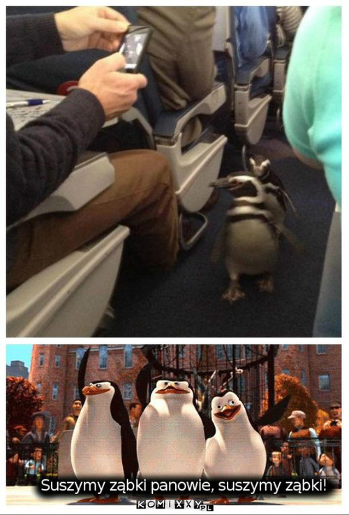 Pingwiny w samolocie –  