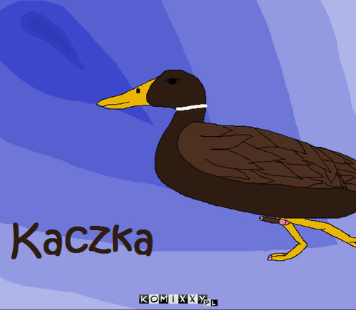 Kaczka –  