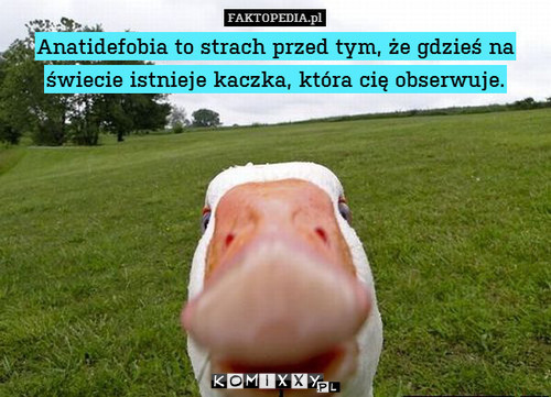 KACZKA. –  