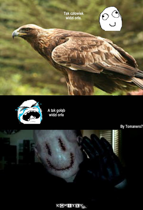 Orzeł – Tak człowiek widzi orła. A tak gołąb widzi orła By Tomanero7 