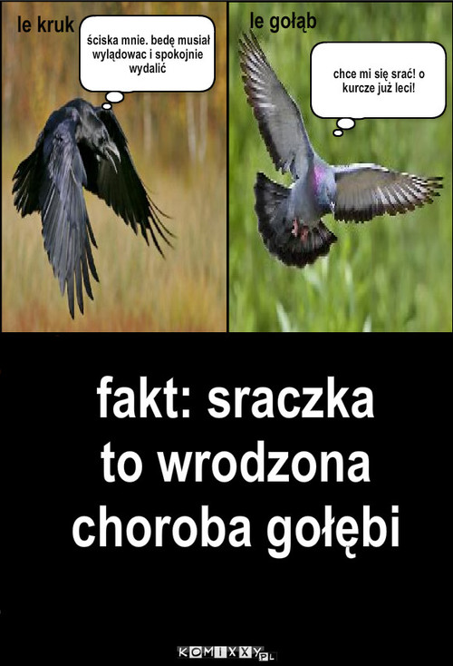 Kruk a gołąb – le kruk le gołąb ściska mnie. bedę musiał wylądowac i spokojnie wydalić fakt: sraczka to wrodzona choroba gołębi chce mi się srać! o kurcze już leci! 