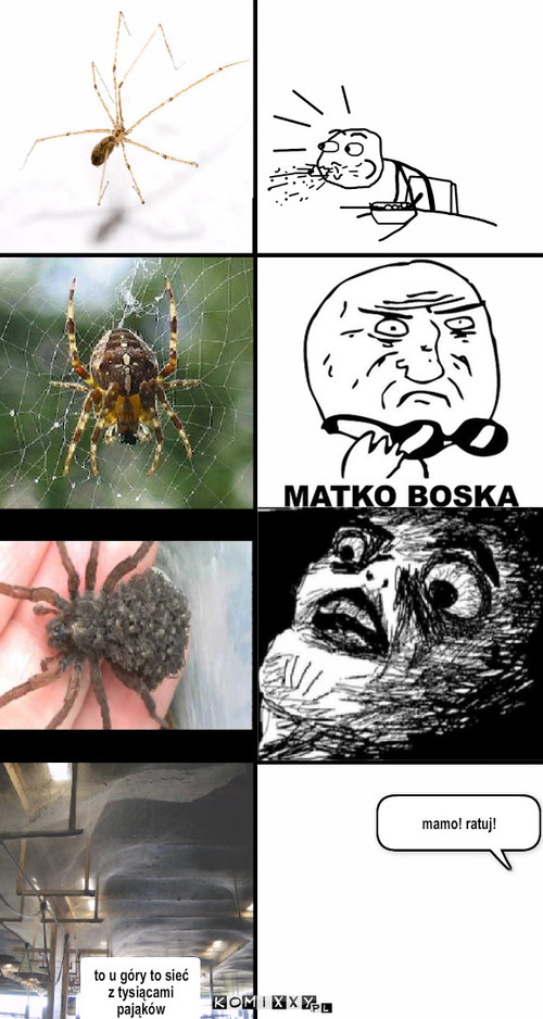 Arachnofobia – mamo! ratuj! to u góry to sieć z tysiącami pająków 