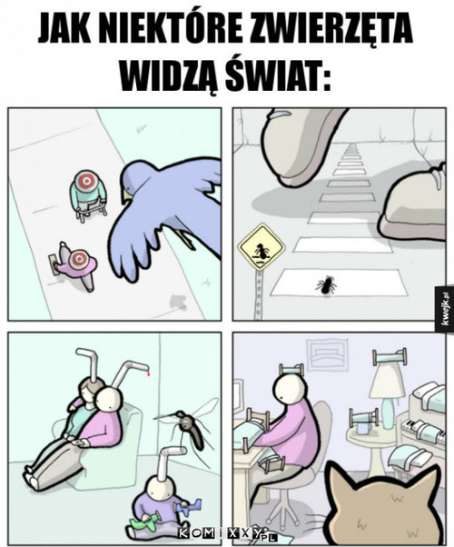 Zwierzęta –  