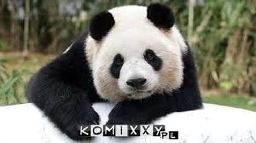 Panda –  