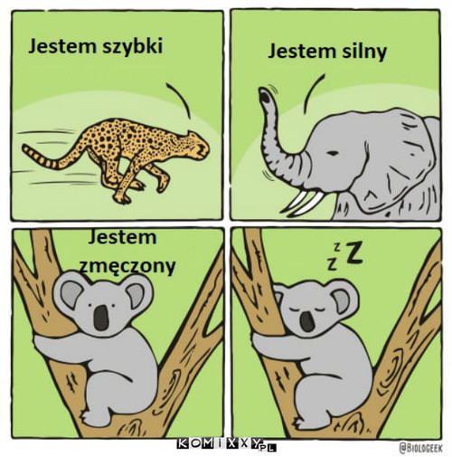 Jestem koalą –  