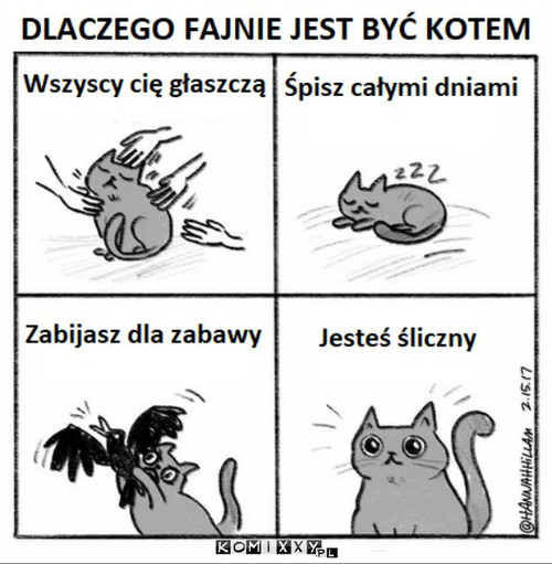 Koty mają fajnie –  