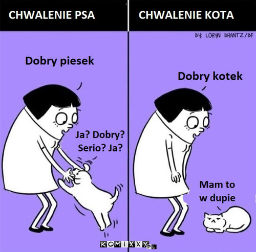 Koty rządzą –  