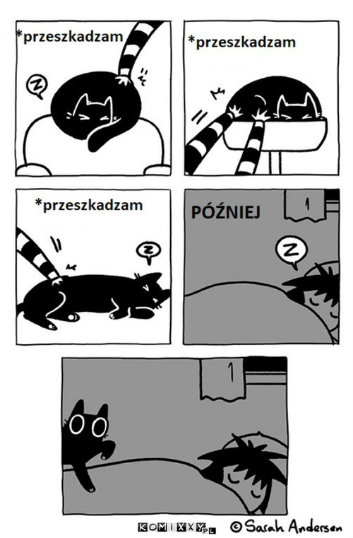 Nie dziw się kotu –  